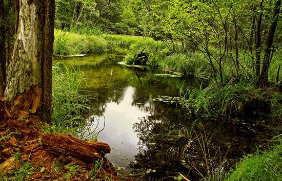 Gołąbek-Bory Tucholskie
